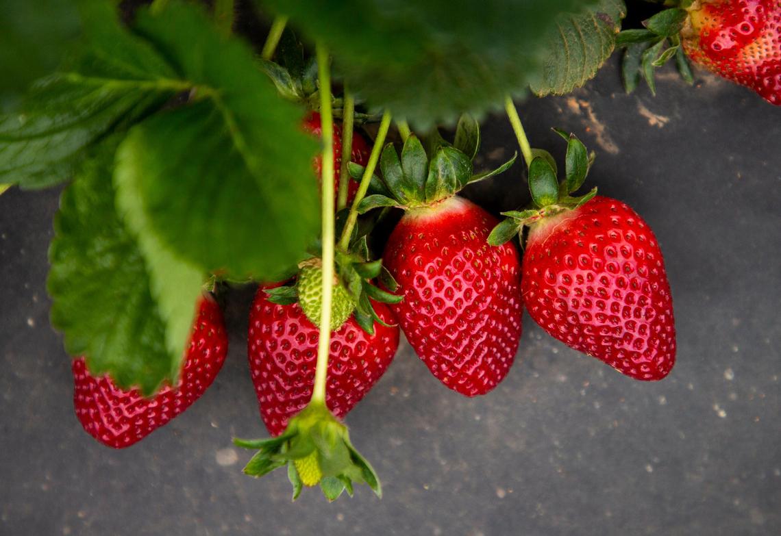 Ripe strawberries await pick-you-own customers at Eno River Farm on Wednesday, Apr. 15, 2020, in Hillsborough, N.C.