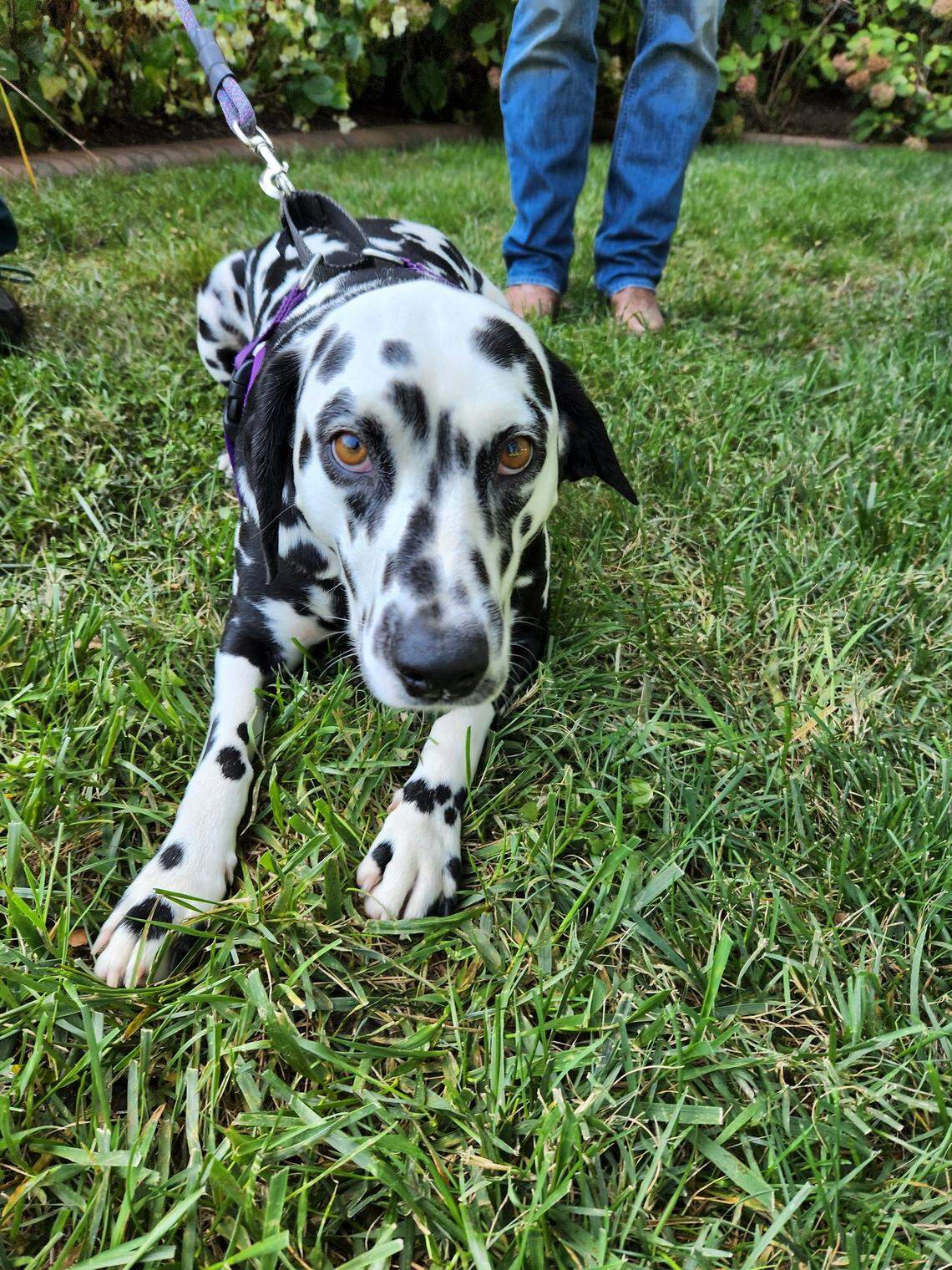 Sadie, one of the First Pets of North Carolina Gov. Roy Cooper, is pictured on the Executive Mansion grounds on Sept. 1, 2022, which was also her birthday.