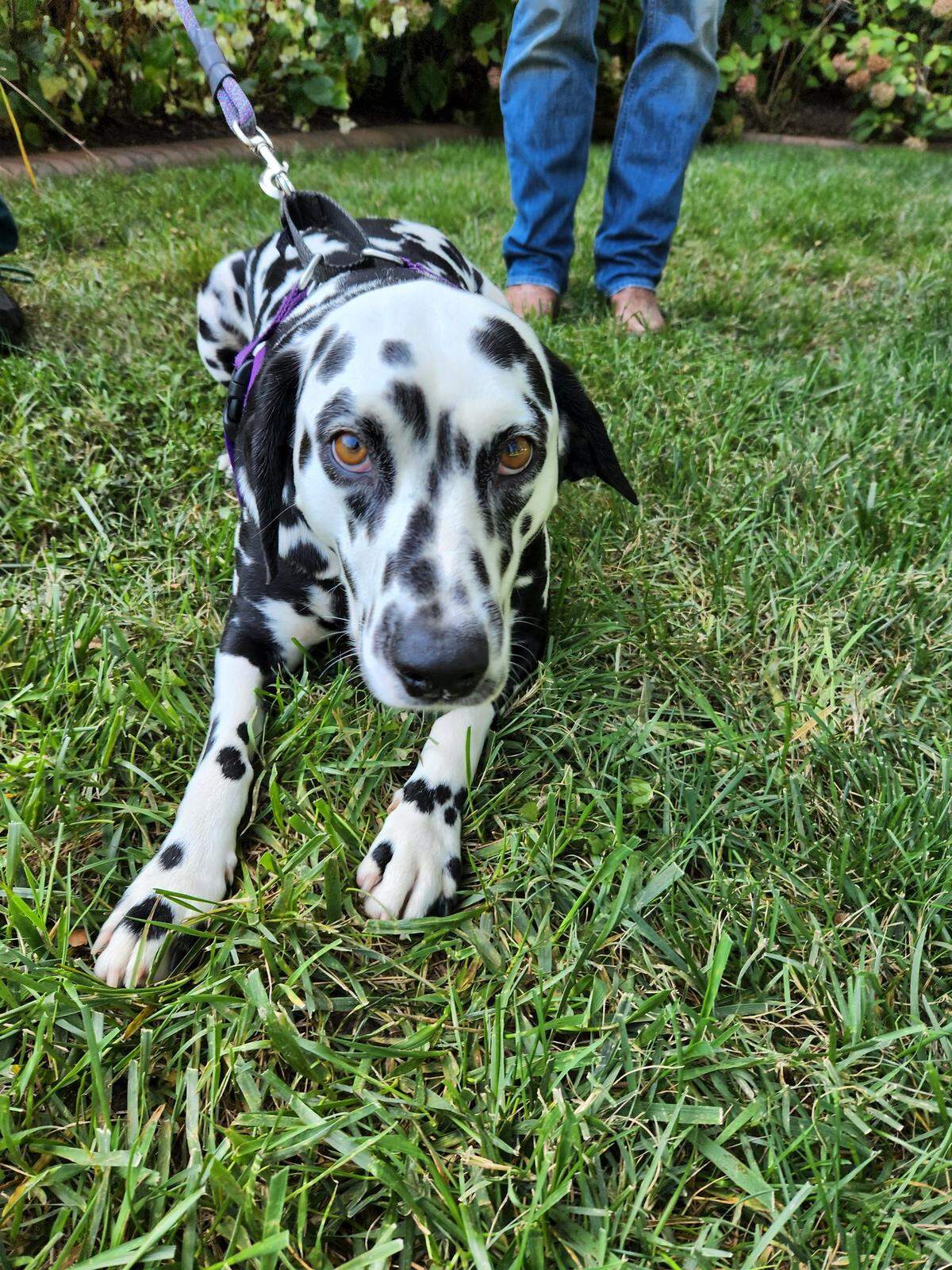 Sadie, one of the First Pets of North Carolina Gov. Roy Cooper, pictured on the Executive Mansion grounds on Sept. 1, 2022, which was also her birthday.