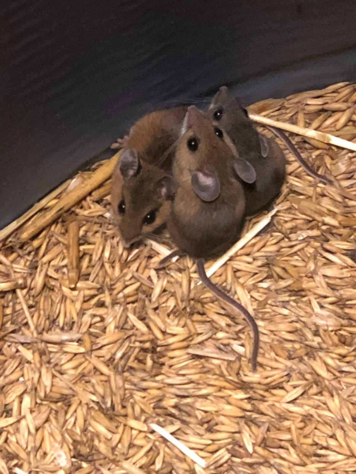 “The three individuals are the native white-footed mice that are likely the most numerous native mammal in NC. They got trapped in a barrel of oats in my garage, but I’ve never seen or caught the native mice in my home,” mammal expert Michael Cove told The N&O last year.