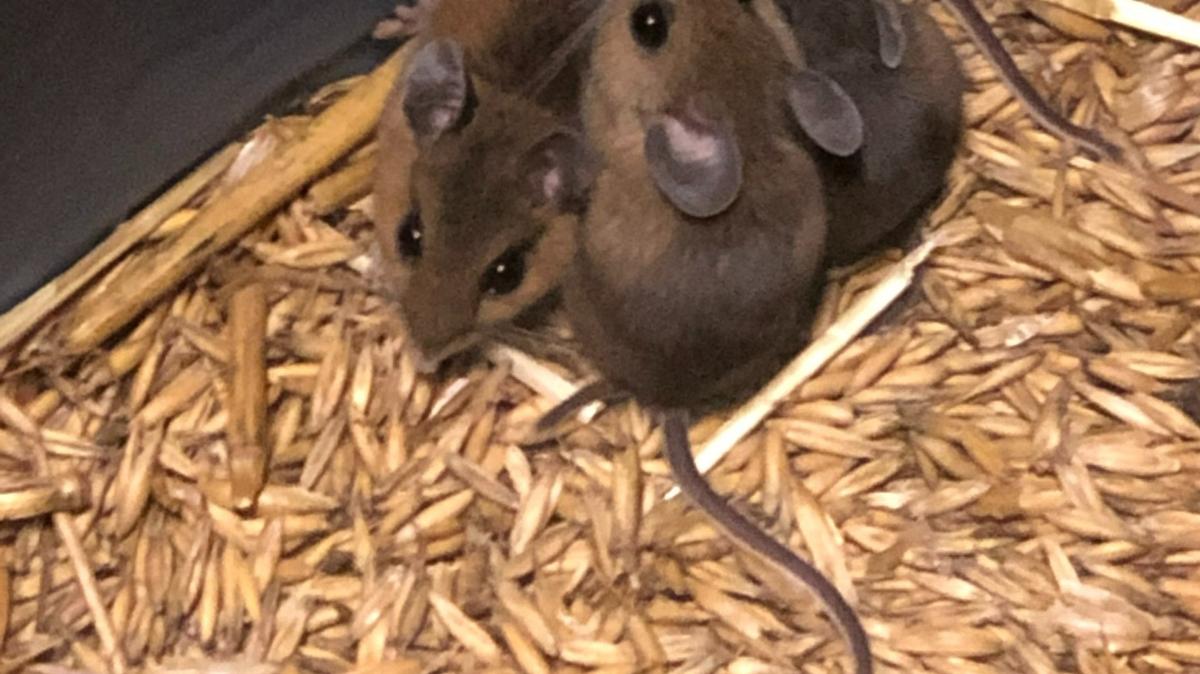 White-footed mice, pictured, are native to North Carolina. The hantavirus found in the United States is primarily found in deer mice. 