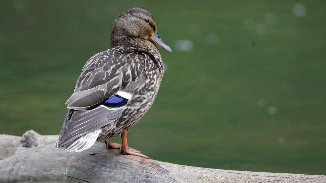 The highly pathogenic virus can cause severe illness and death in birds within 48 hours, experts say.(AP Photo/Amy Sancetta)