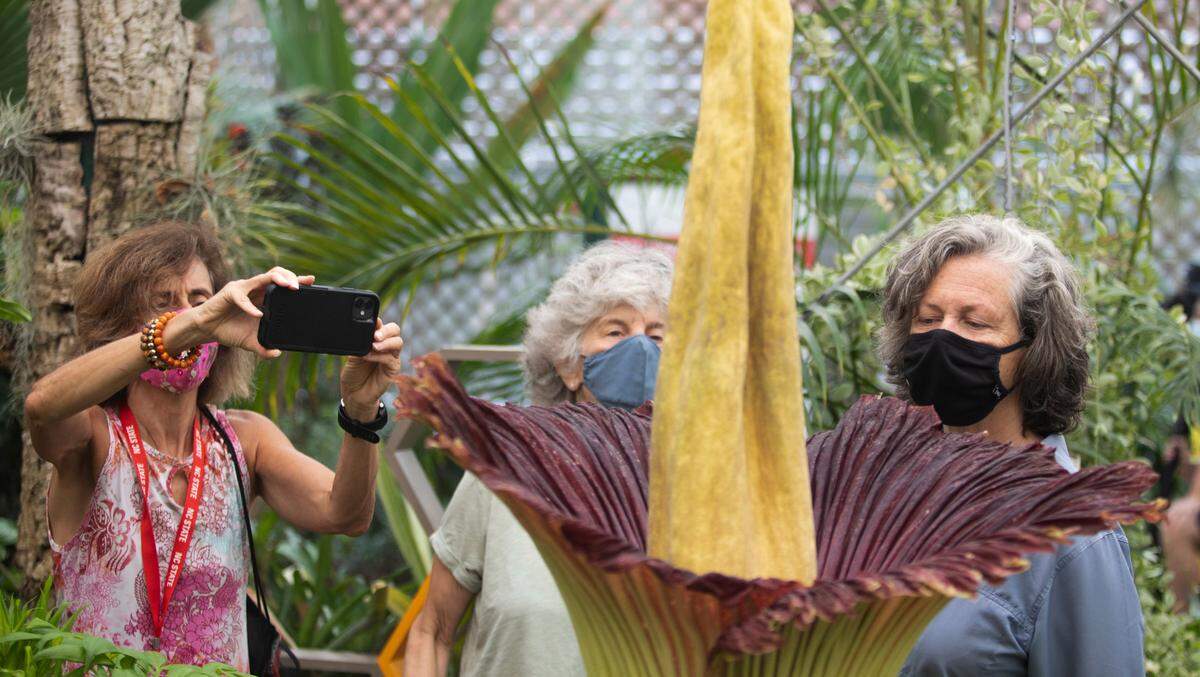 (From left) Janice Sitzes, Judy Koss and Michelle Simas sniff and observe the blooming corpse flower at the Marye Anne Fox Science Teaching Laboratory at NCSU on July 21, 2021. The corpse flower emits a pungent odor mimicking rotting meat and generally stays in bloom for a day or two.