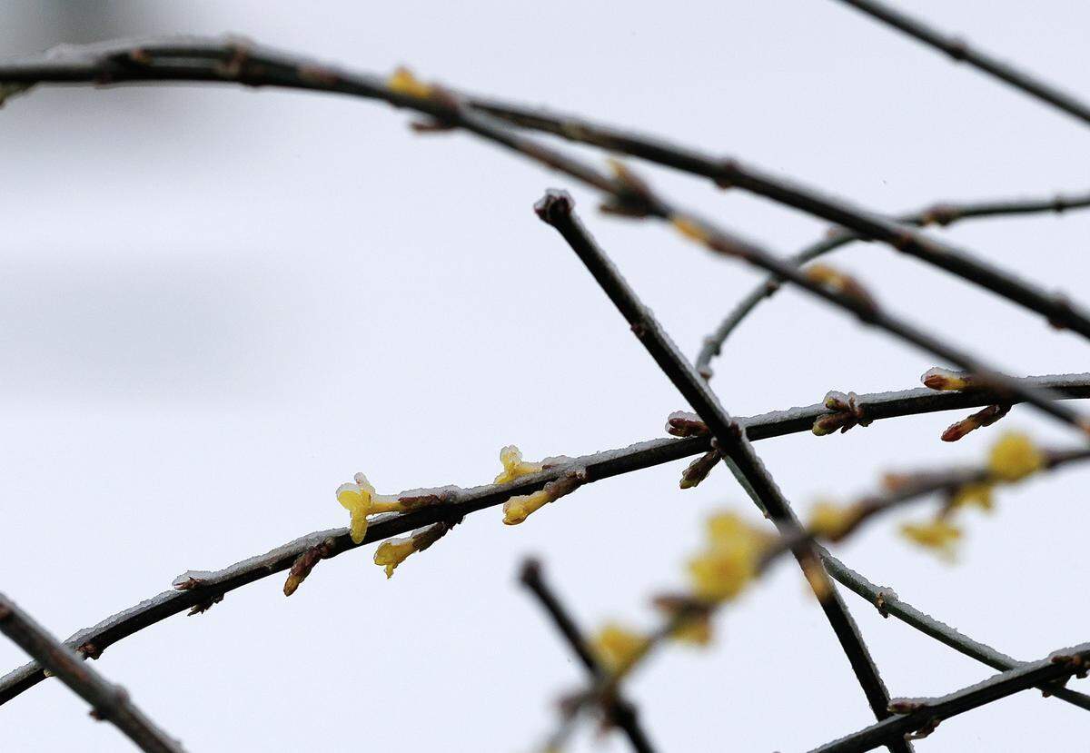 A thin layer of ice coats a Forsythia plant in downtown Durham on Sunday, January 25, 2026.