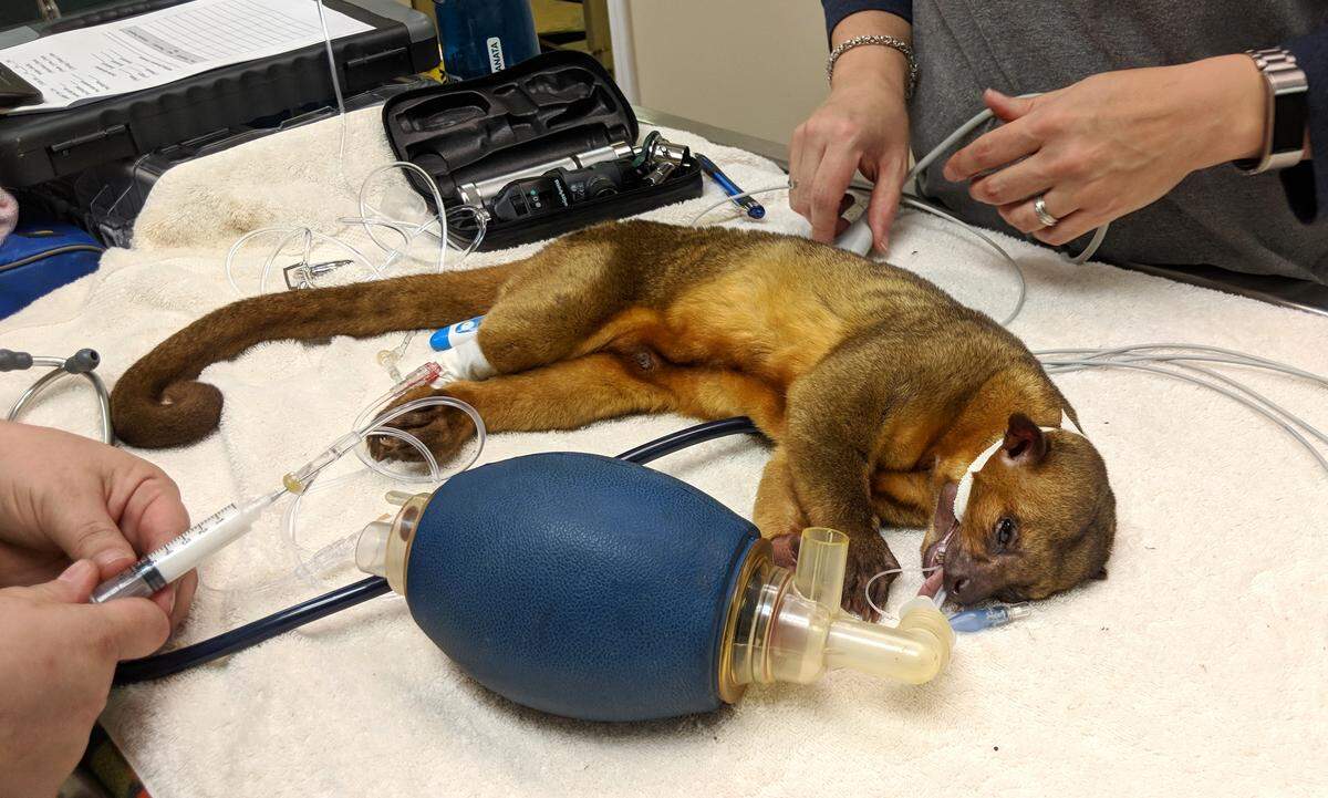 Baxter, a seven-year-old kinkajou, is examined at Carolina Tiger Rescue in Pittsboro, N.C., Tuesday, June 19, 2018. Native to the tropical forests of Central and South America, kinkajous survive on fruit and whip-quick instincts. After seven years of ownership, Baxter’s owners gave him to the rescue sanctuary.