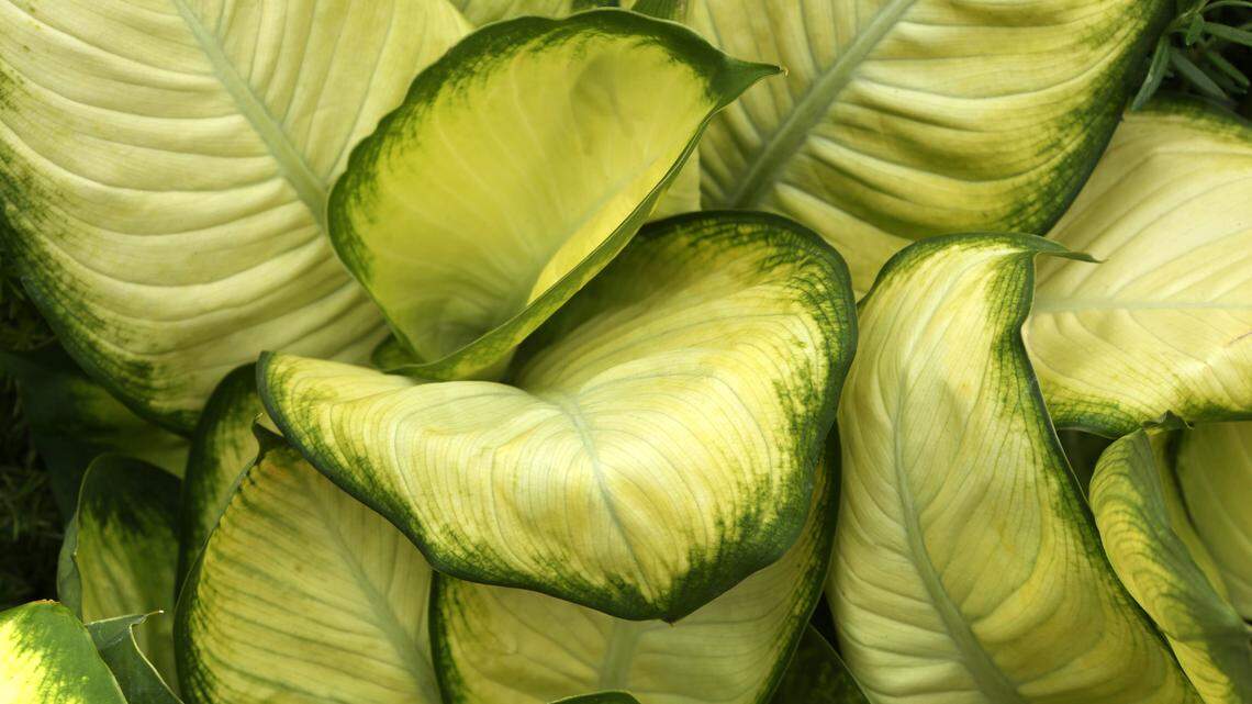 Dumbcane is cultivated as an ornamental.