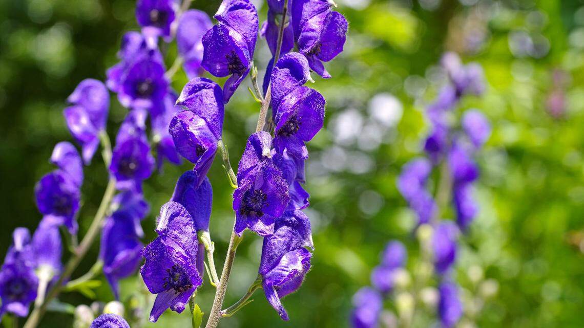 Monkshood is found in rich woods and slopes in the mountains and, rarely, in the Piedmont.