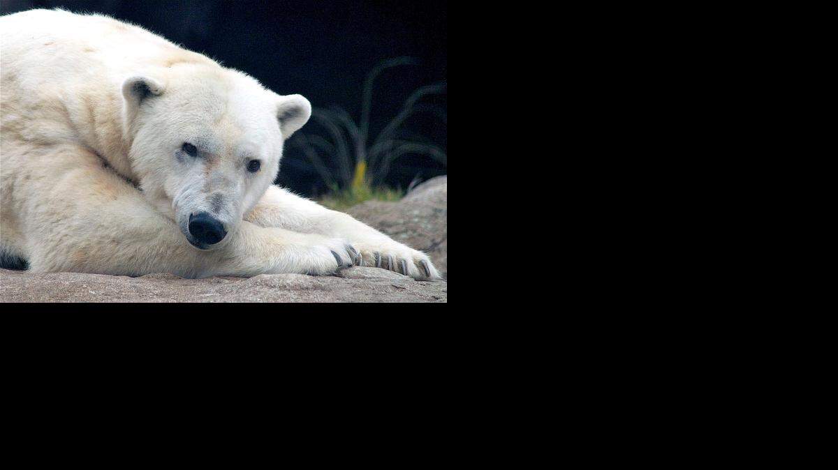 POLARBEAR10-NE-010214-xxx