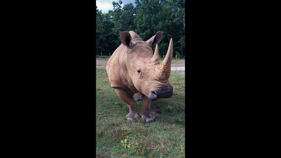Natalie the rhino was an “experienced mother” known for her intelligence.