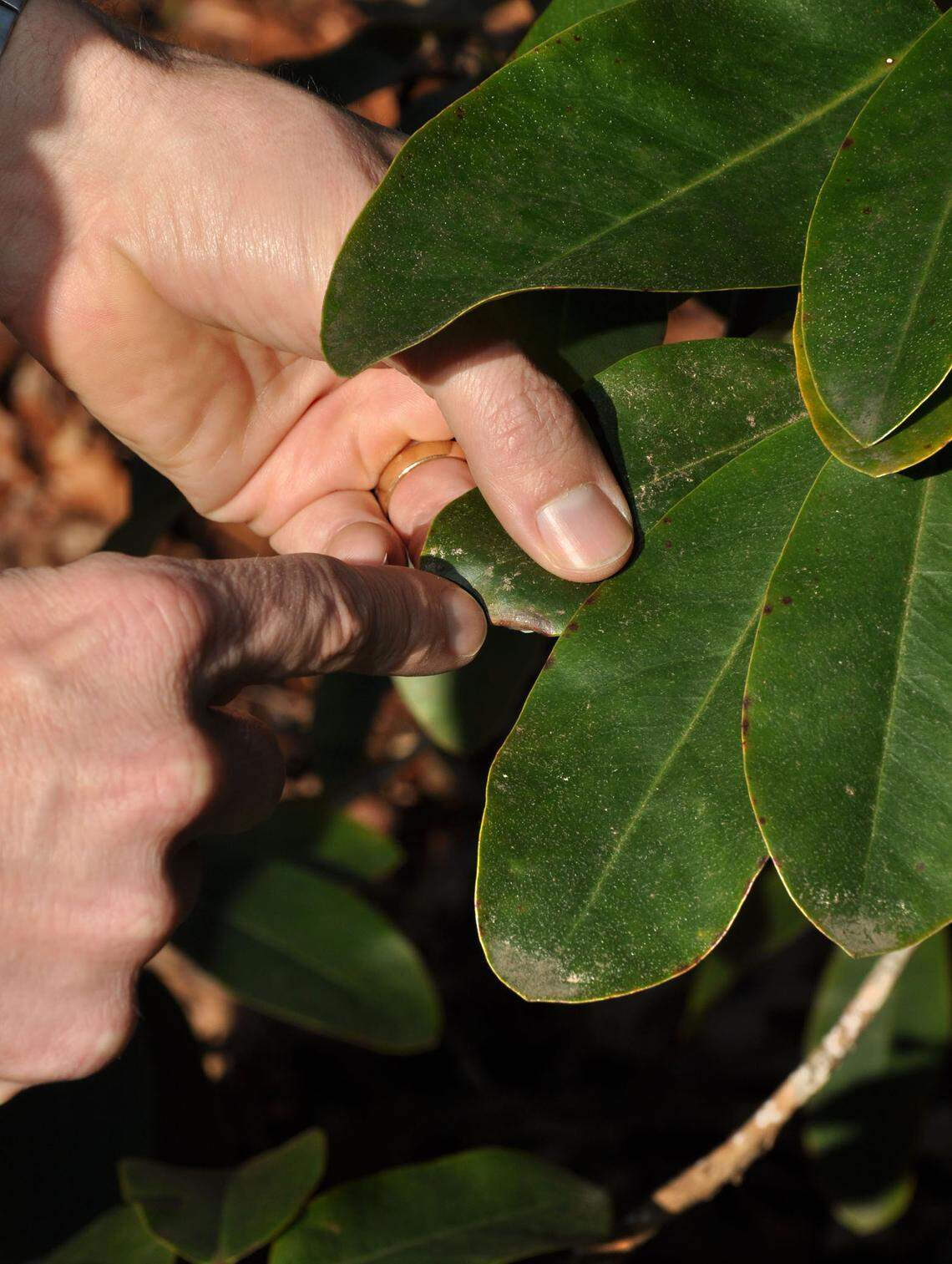 The first step in any plant problem diagnosis is identifying its disease. It can be tricky, but there are some clues to help you figure it out, said Inga Meadows, an NC State Extension plant pathologist.