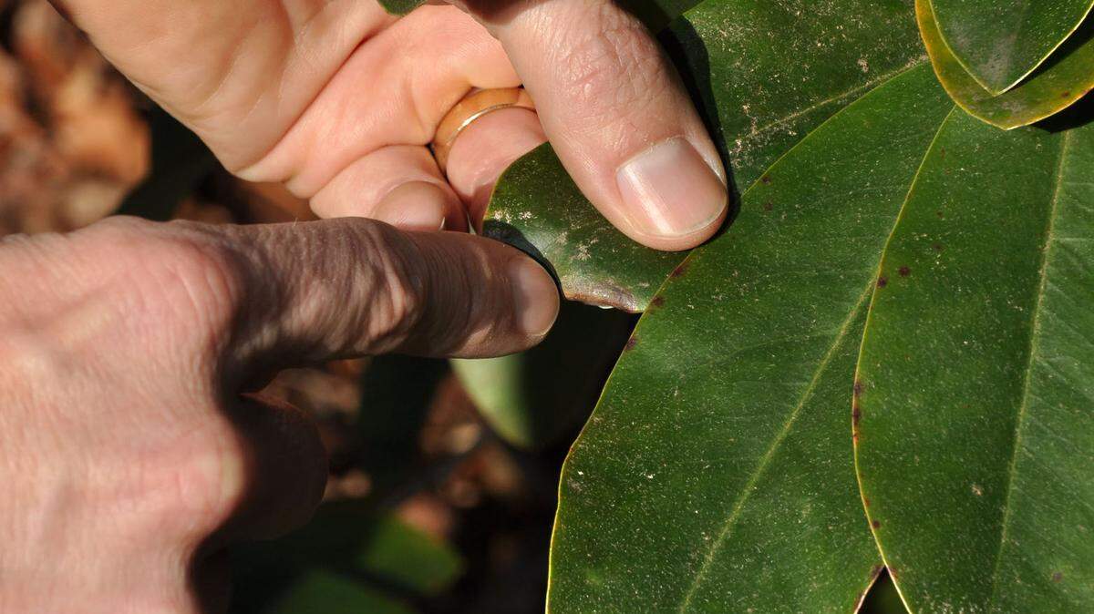 On the leaf of a Rhododendron Ross show how the Red Oak disease could effect the plant. No red Oak Sudden death has been found in the Carolinas. Ross Meentemeyer Associate Professor of Geography and Earth Science and Director of the Center for Applied Geographic Information Science at UNCCharlotte is doing research on Sudden Oak death which destroys Red oak trees and , also effects Rhododendron plants. So far this disease is effecting red woods in the west of the United States. 01/25/2010-T.ORTEGA GAINES-ogaines@charlotteobserver.com
