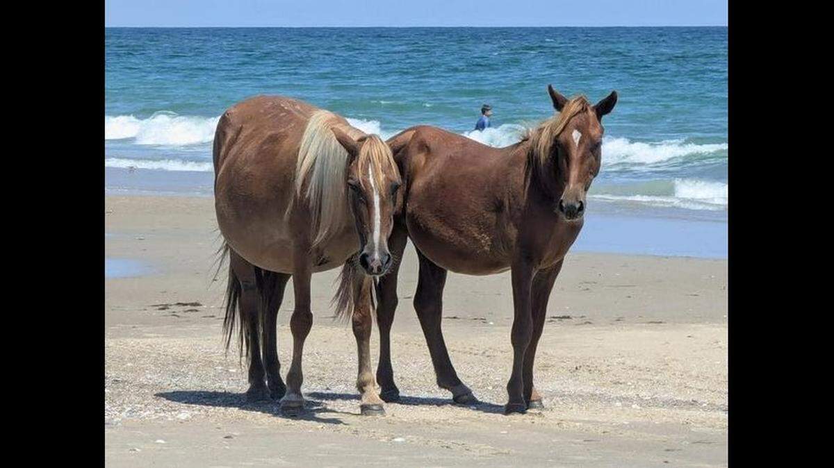 Rotor and her offspring Dash made a rare appearance on a Corolla beach Aug. 14, according to the Corolla Wild Horse Fund.