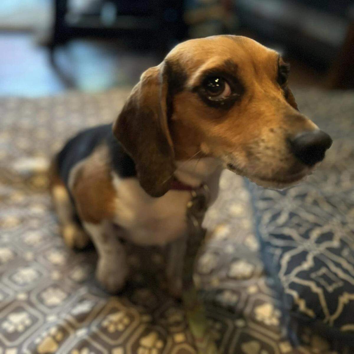 Olive was named a finalist in The News & Observer’s “cutest dog in the Triangle” contest in fall 2024.
