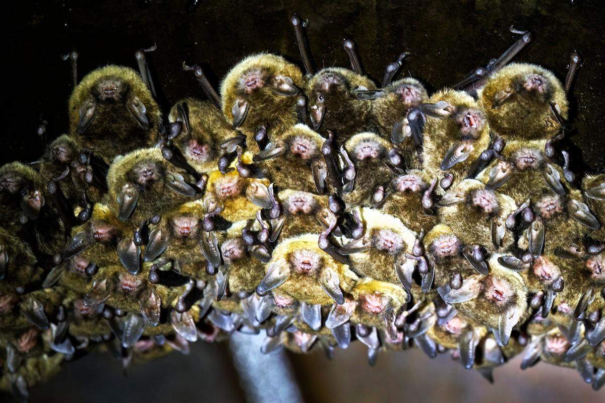 Southeastern myotis bats huddle together as the hibernation season begins in a Wake County stormwater pipe. About 125 mostly female bats live there year round, but the roost swells to about 1,000 in the summer, experts say.