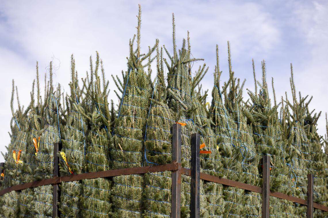 A trailer of fresh cut trees from the mountains of North Carolina for sale on Thursday, December 4, 2025 at the State Farmers Marker in Raleigh, N.C.