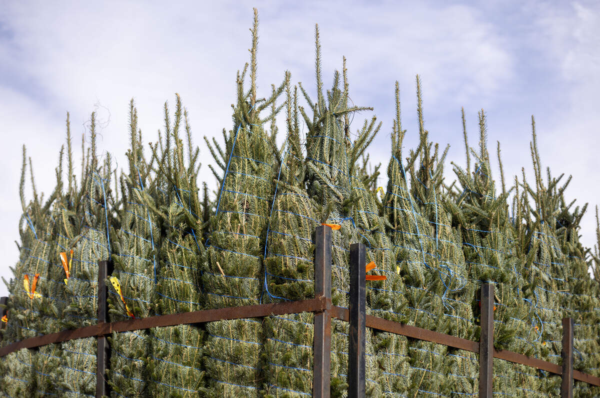 A trailer of fresh cut trees from the mountains of North Carolina for sale on Thursday, December 4, 2025 at the State Farmers Marker in Raleigh, N.C.