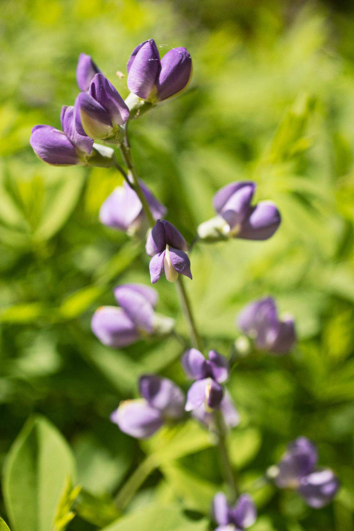 A bloom from Pam Dickens’ Hillsborough garden on Friday, April 29, 2022.