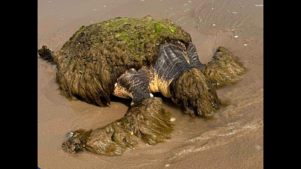 A caller reported finding this heavily encrusted loggerhead seaturtle on the beach at Sargent, Texas, officials say.