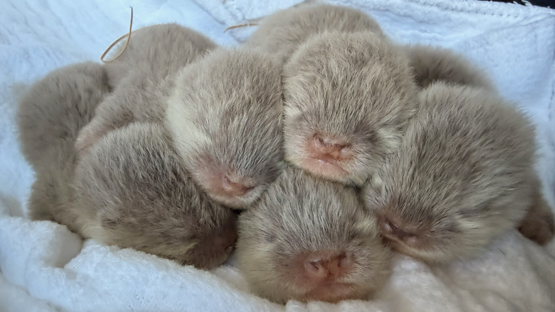 NC Aquarium has new babies, and each one weighs the same as a (furry) lemon