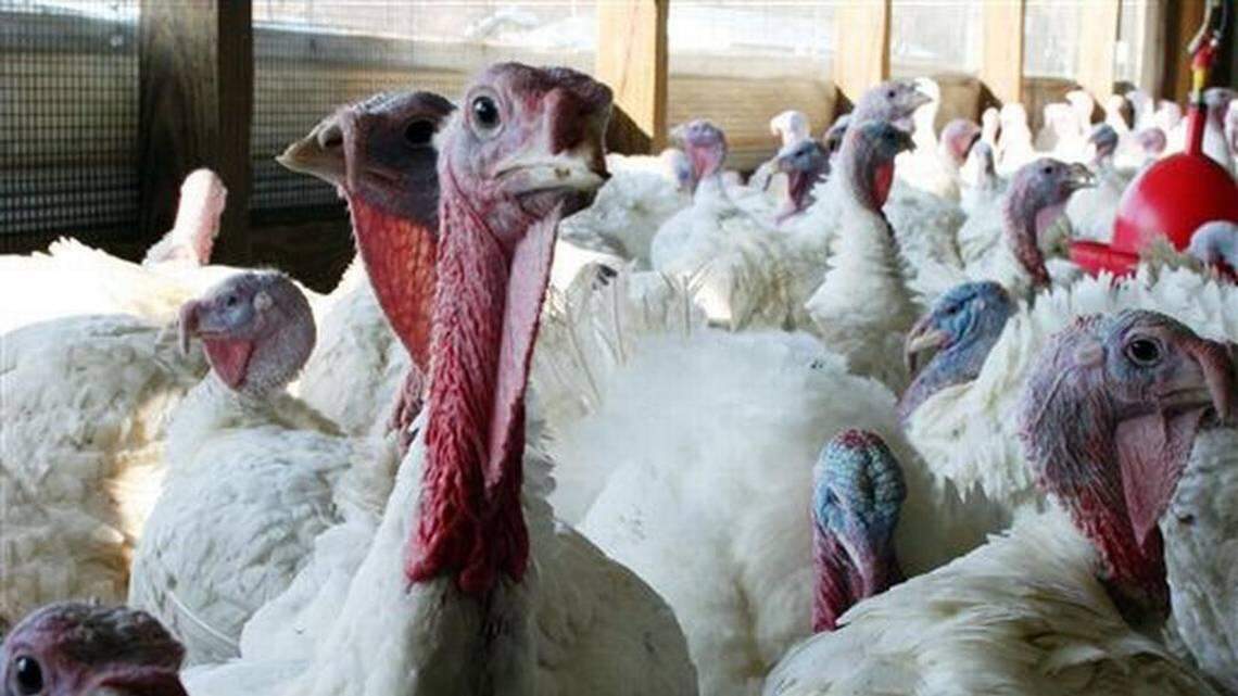 A Johnston County turkey operation was the first commercial farm in North Carolina to test positive for a highly contagious form of bird flu. This file photo shows a flock of turkeys.