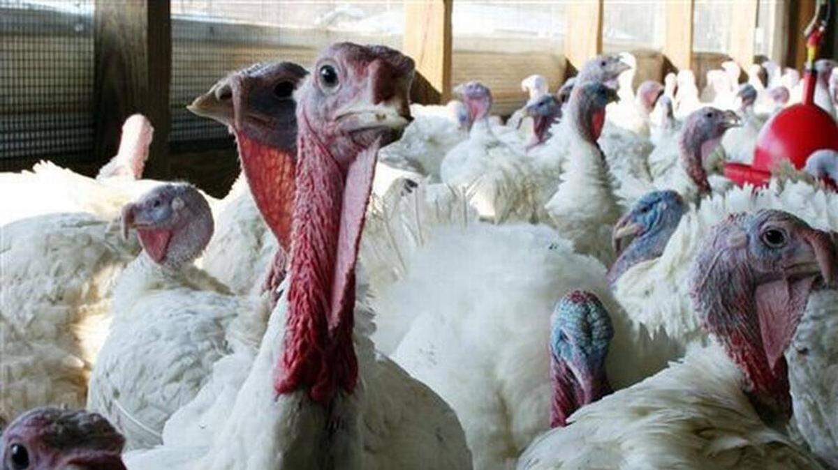 The Kentucky Department of Agriculture reports it has confirmed a case avian influenza in a Fayette County backyard flock.