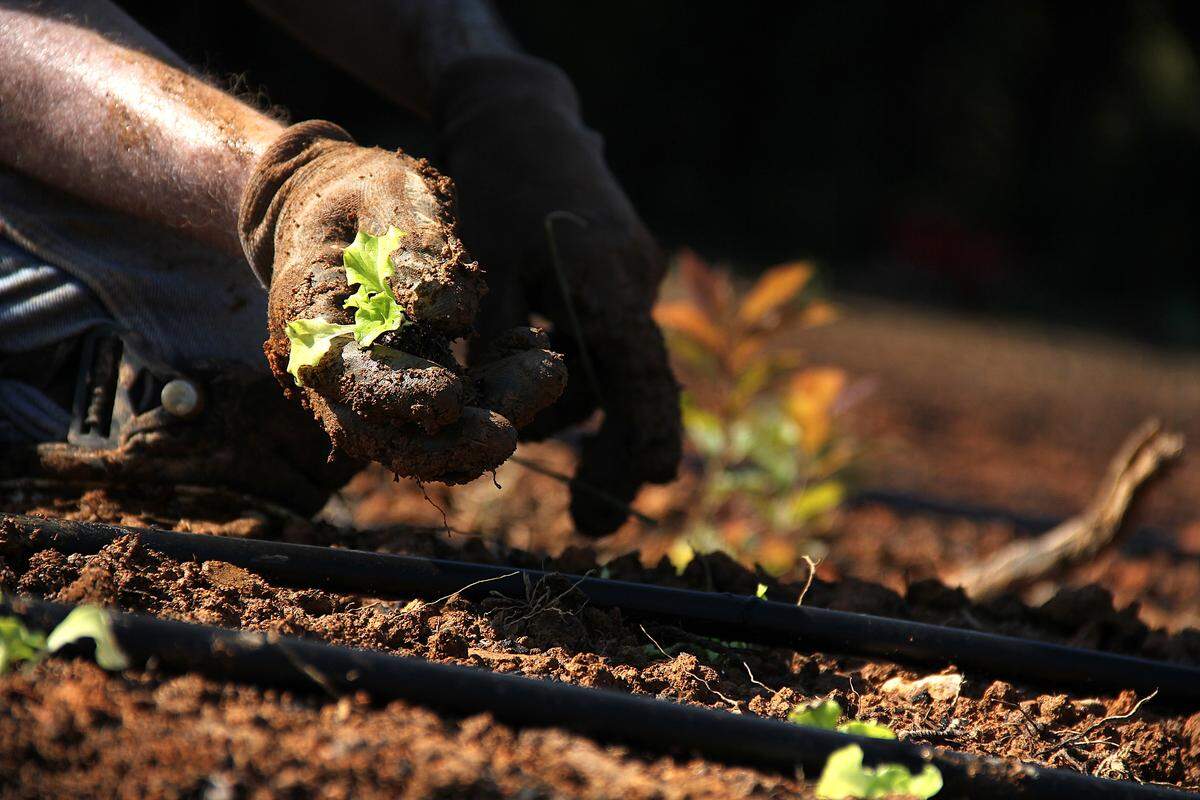 A volunteer plants Muir lettuce, a curly variety, Friday, Sept. 5, 2025, on a new farm site being leased at no cost from Orange County on Old N.C. 86. The produce will go to Table Ministries, a nonprofit that feeds children in the county.