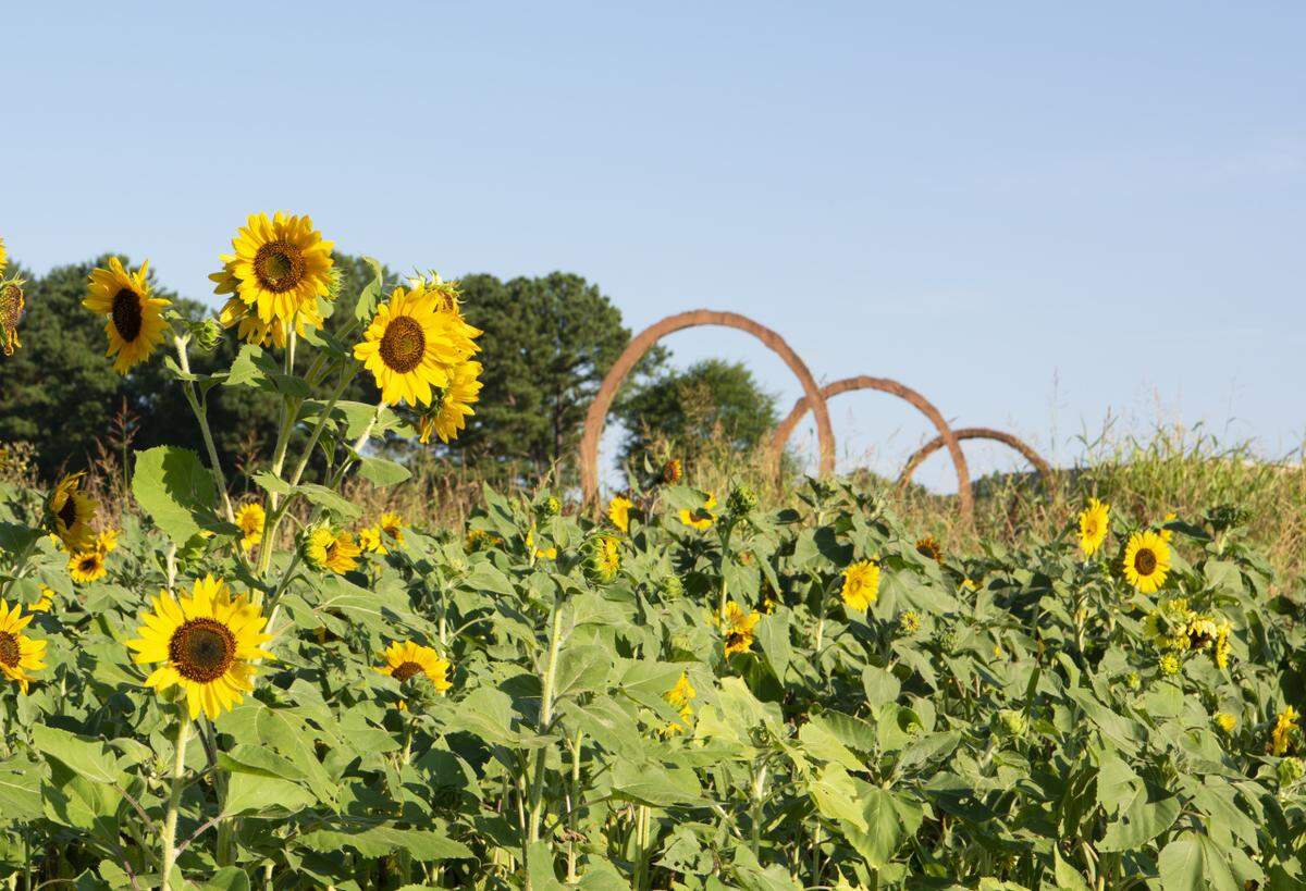 A sunflower field at the North Carolina Museum of Art, taken in August 2022.