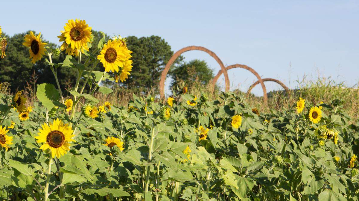 A sunflower field at the North Carolina Museum of Art, taken in August 2022.