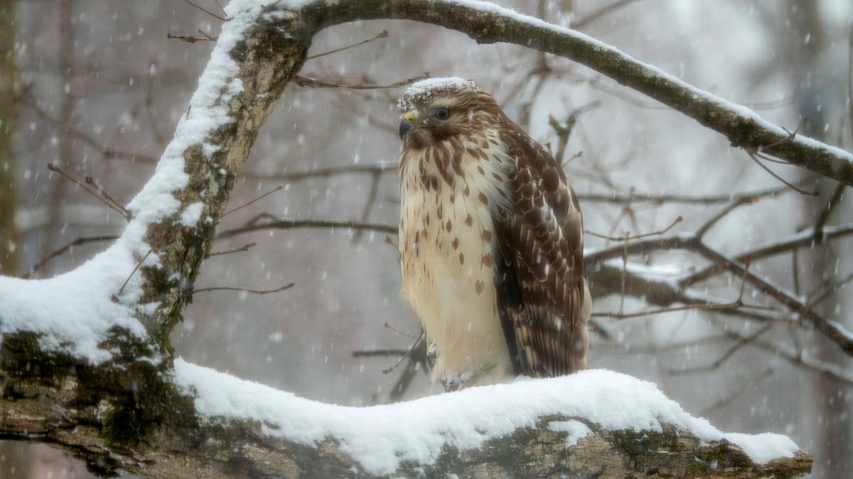 An immature red-shouldered hawk hunkers down on a tree branch as snow falls in North Raleigh on Wednesday, February. 19, 2025.