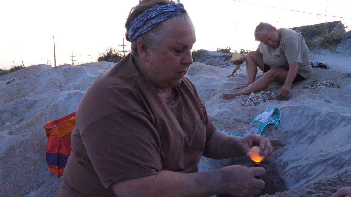 Topsail Island Turtle Project Coordinator Connie Pletl shines a light through a loggerhead turtle egg from an excavated nest. Pletl checks each unhatched egg for live turtles, which are reburied. This egg was likely unfertilized.