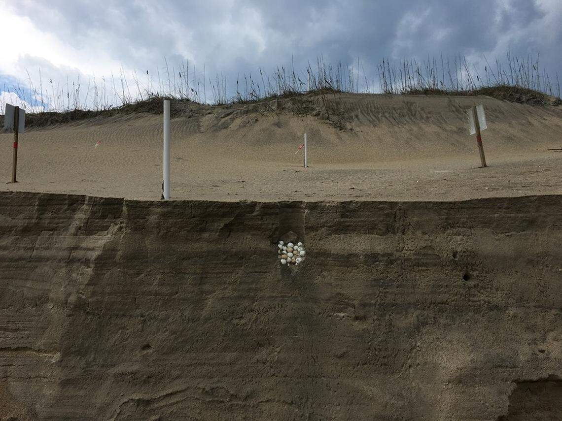 Hurricane Dorian gives a cross-section view of a turtle nest on the Outer Banks, the National Park Service says.