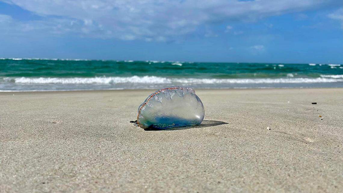 Fluorescent “balloons” showing up on some North Carolina beaches are dangerous Portuguese man-of-wars and they pack a powerful sting, according to a warning posted by Cape Lookout National Seashore.