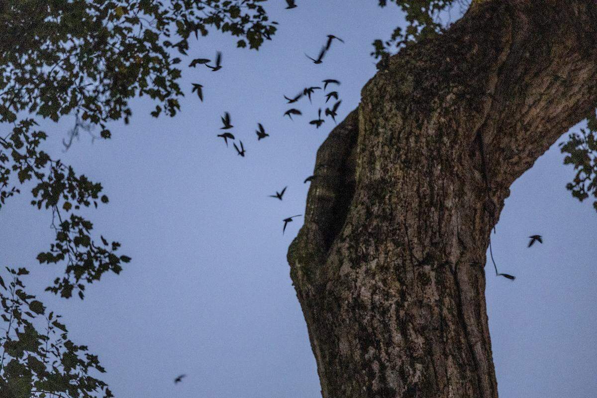 Chimney swifts dart into a cavity inside the iconic Davie Polar tree at UNC-Chapel Hill’s McCorkle Place on Wednesday, Sept. 18, 2024.