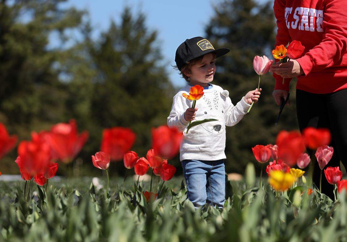 Sutton King, 3, picks tulips with his family at Eno River Farm in Hillsborough, N.C. on Wednesday, March 8, 2023.
