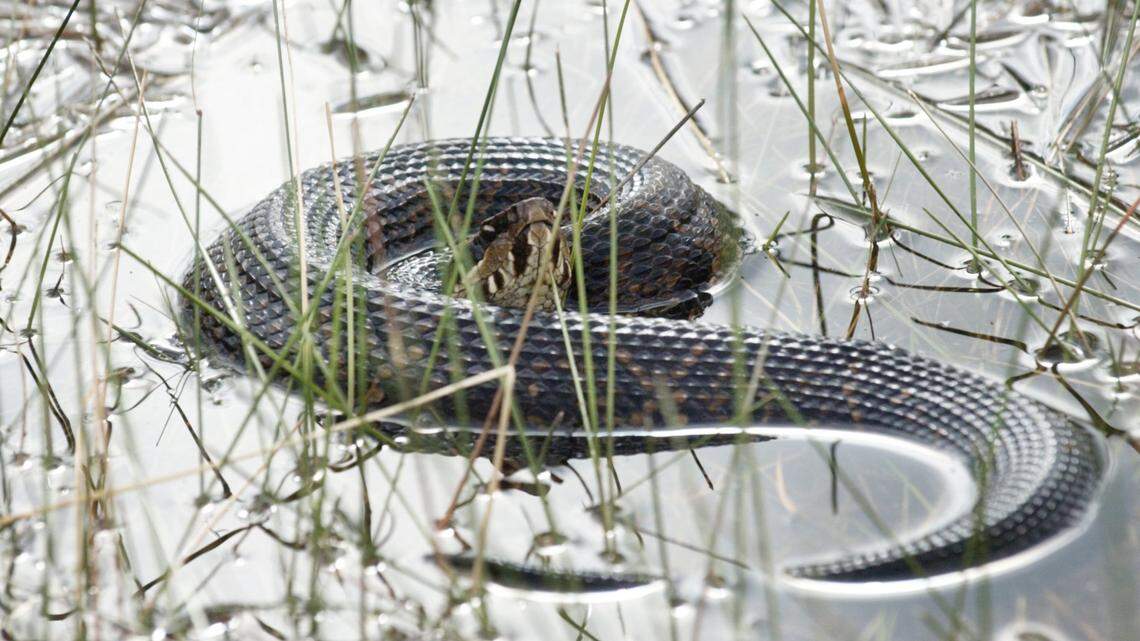 Will Tropical Storm Debby push snakes, rats & more into your SC home? Here’s what pest experts say