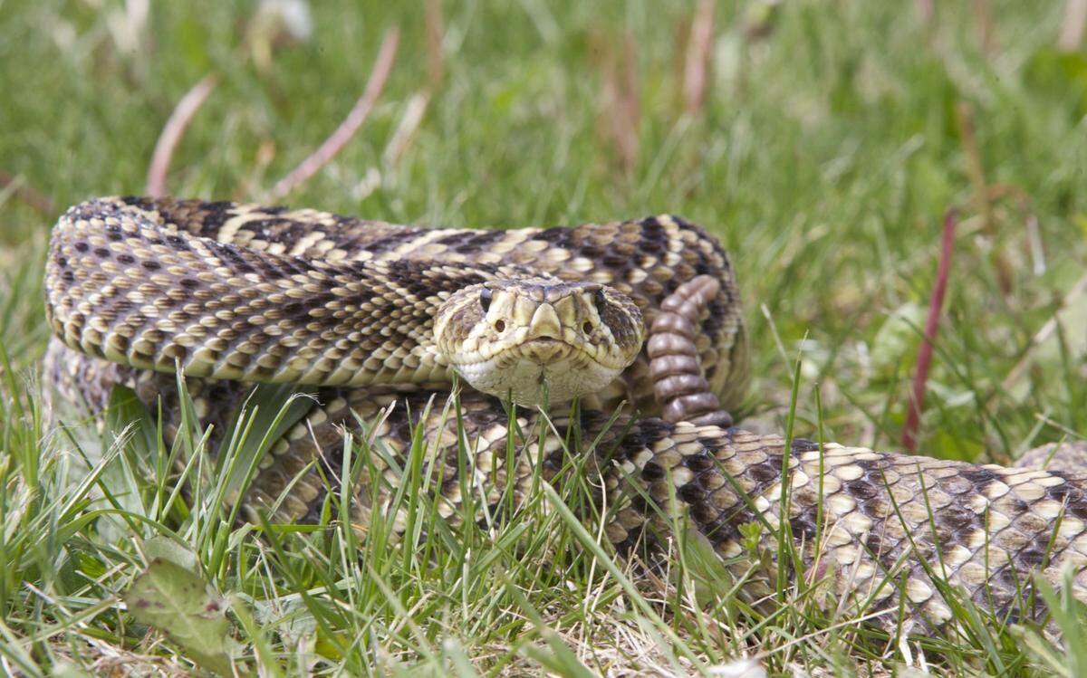 An Eastern Diamondback Rattlesnake in a defensive posture ready to strike with its rattle next to its head. You can easily see directly into both of its heat sensitive pits.
