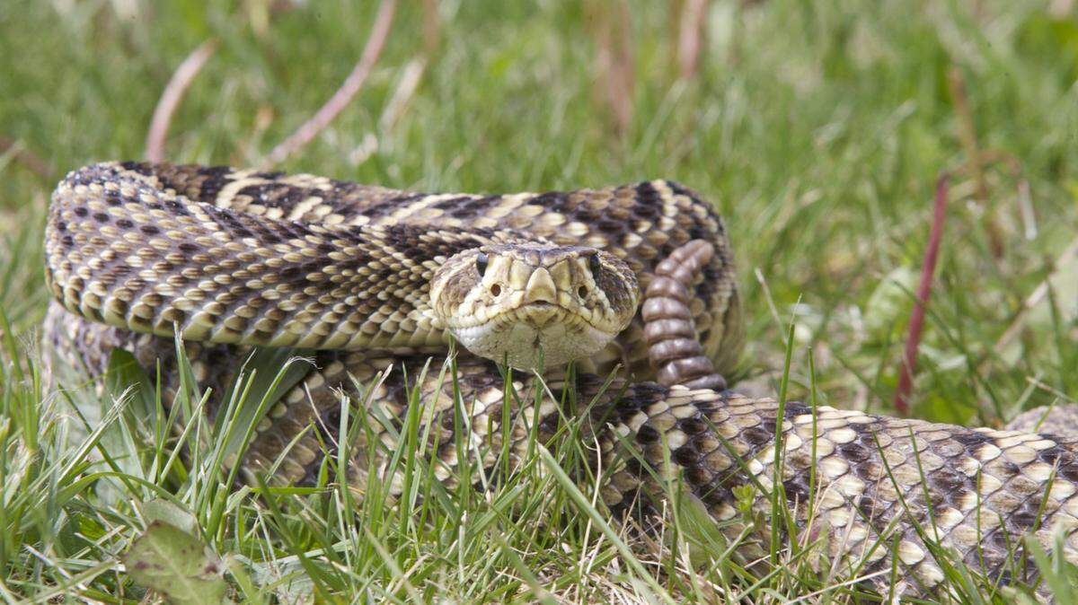 An Eastern Diamondback Rattlesnake in a defensive posture ready to strike with its rattle next to its head.