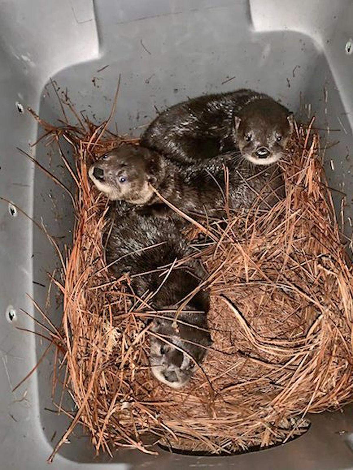 Three orphaned otter pups are being raised at the North Carolina Zoo to eventually be released in the wild.