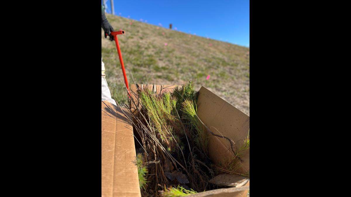Over their 40-year lifetime, the new trees will capture 28 million gallons of rainfall and store more than 5.4 million pounds of carbon dioxide.