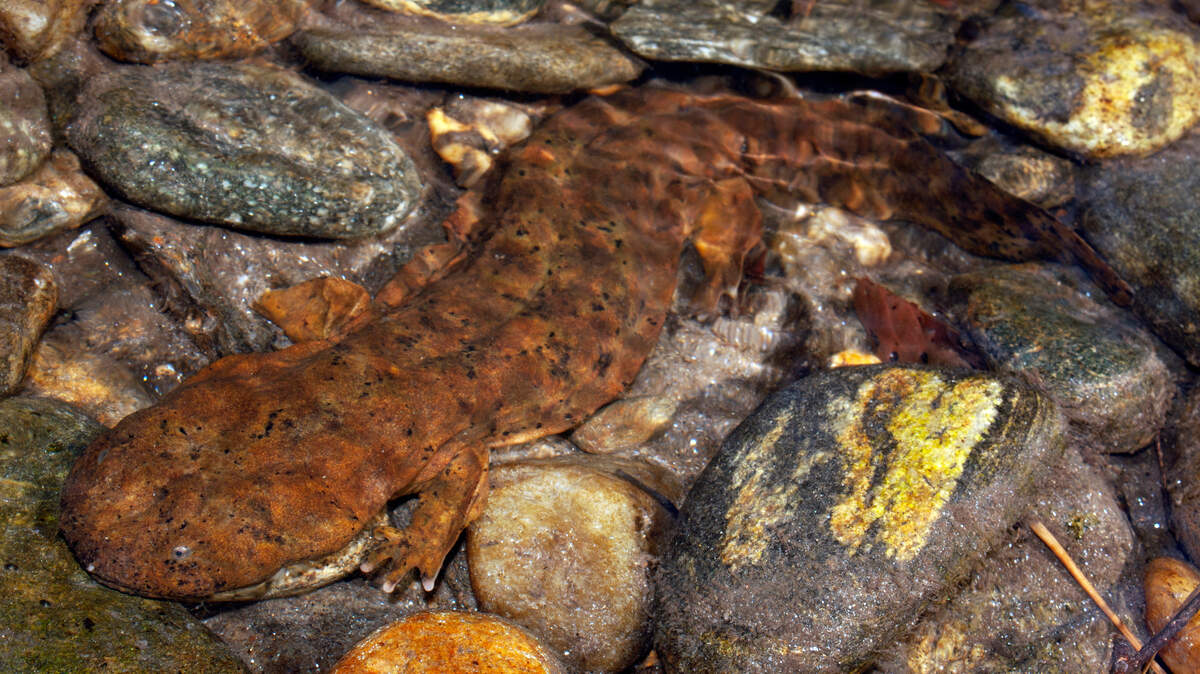 The N.C. Wildlife Resources Commission is asking the public to report sightings of giant salamanders called hellbenders, also known as water dogs or snot otters for their slimy secretions. Hellbenders are dwindling as water quality declines.