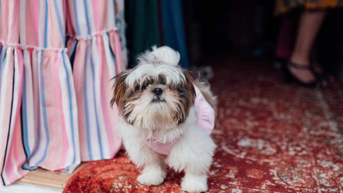 A dog named Minnie Pearl is reunited with her North Carolina family after going missing in October.