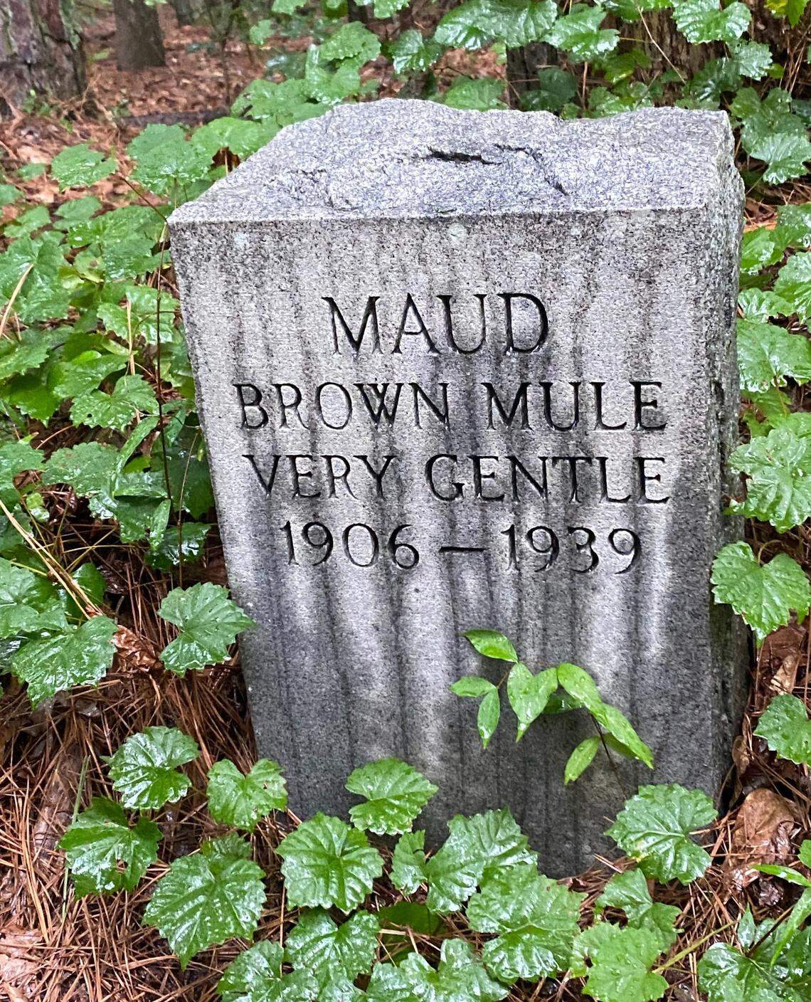 Fabius Page buried 10 of his beloved horses and mules in a cemetery on what was once farmland but is now covered over by woods off U.S. 540