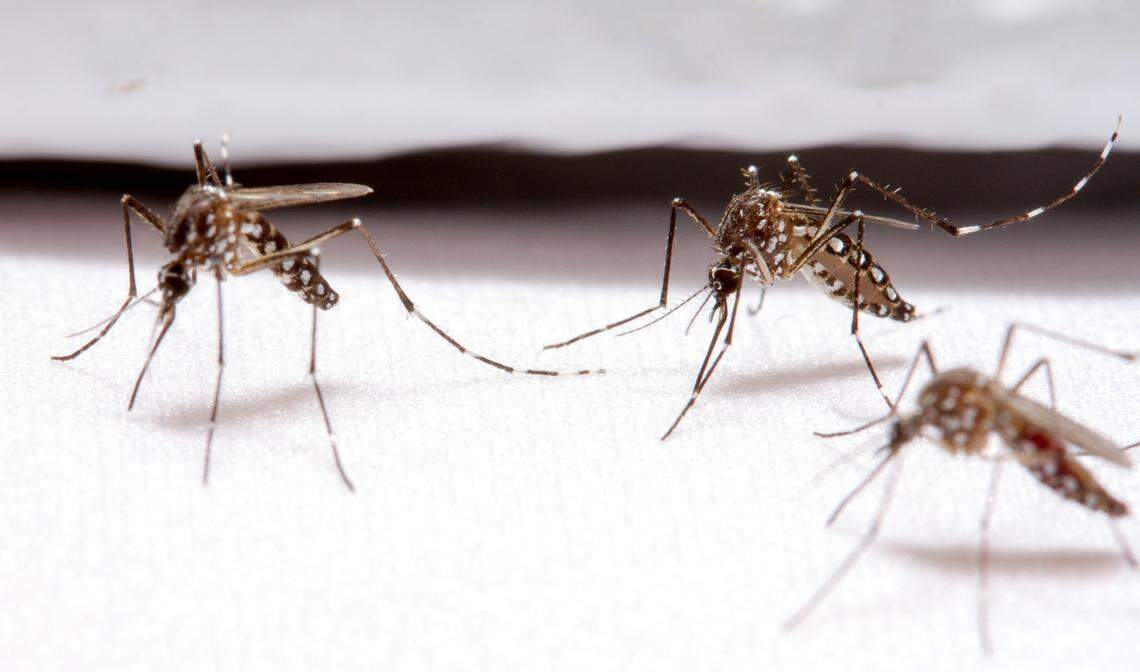 Mosquitoes attempt to penetrate bite-resistant fabric created at NC State University.