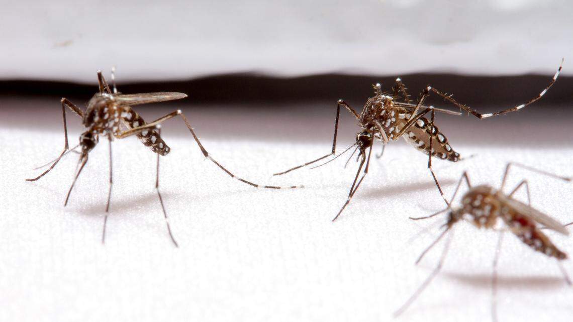 Mosquitoes come out “in the thousands” during monsoon season in Arizona.