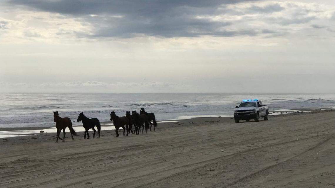 The “Renegade 6” group of North Carolina wild horses, getting a police escort home.