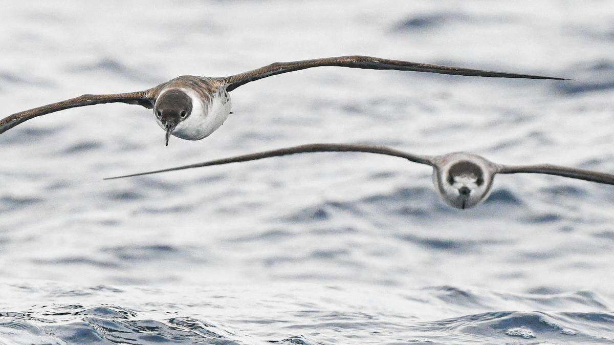 A Great Shearwater (left) and Black-capped Petrel (right) are seen on a seabirding trip off the coast of North Carolina, where the Outer Banks jut far out into the ocean at the same time as the Gulf Stream veers close to land. The birds, which include petrels, shearwaters, skuas and jaegers, are called pelagics.  