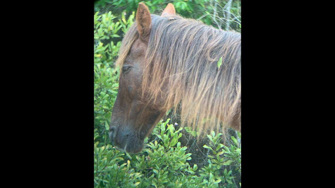 X-rays revealed Flint had no functional teeth left and was suffering from a severe sinus infection that left streams of drainage coming from his nostrils, officials say.