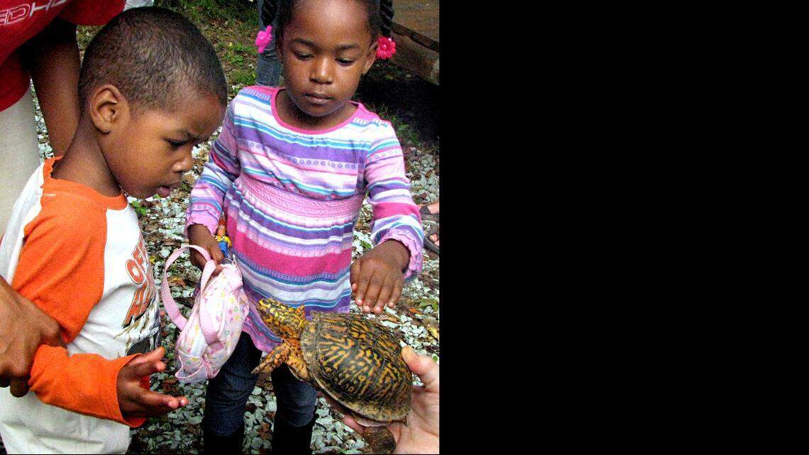 Perry Tankard III, 4, left, and his twin sister, Dana Tankard, rub an Eastern box turtle at Leigh Farm Park. 
