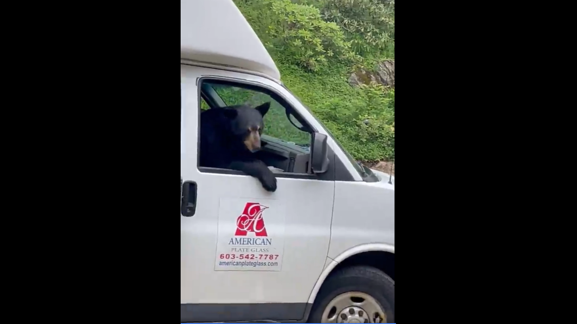 A black bear crawled into a plate glass company truck in Sunapee, New Hampshire, when it smelled food, video shows.
