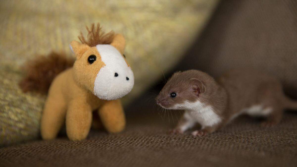 Orphaned weasel Twiz at 5 weeks old, as seen in the PBS documentary series “Nature.” Without a mother, Twiz must be taught the skills she needs for the wild. One of which is how to hunt prey, so little stuffed toys are used as substitute prey items to help her learn to pounce.